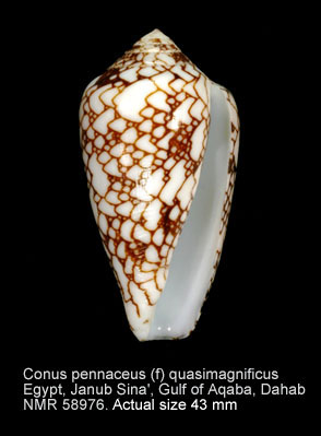 Conus pennaceus (f) quasimagnificus.jpg - Conus pennaceus (f) quasimagnificus Da Motta,1982